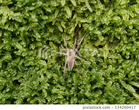 brown spider crouched on vibrant green moss, natural forest setting with predator poised for action 134260417