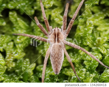 detailed examination of spider features, closeup macro picture revealing detailed morphology of spider 134260418