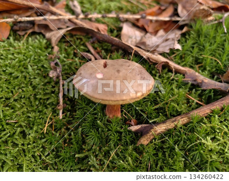 focus on shape and coloration of fungi, nature scene highlighting mushroom features and earthy tones focus on shape and coloration of fungi, nature scene highlighting mushroom features and earthy tones 134260422