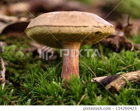 closeup of bolete with vibrant stem, detailed view of forest fungus with textured pore surface 134260423