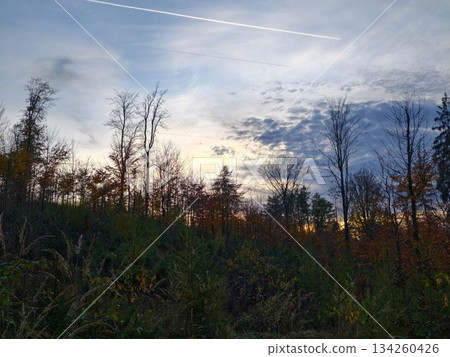 sunset meadow view showcasing shadowed trees and gentle grasses for artistic landscape capturing sunset meadow view showcasing shadowed trees and gentle grasses for artistic landscape capturing 134260426