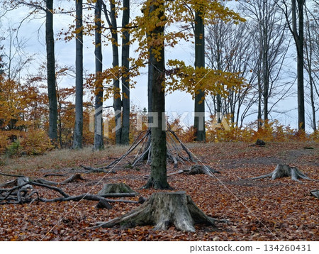 rustic outdoor learning space, whimsical twig hut nestled near mossy roots and fallen leaves rustic outdoor learning space, whimsical twig hut nestled near mossy roots and fallen leaves 134260431