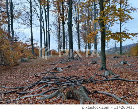 quiet trail amidst colorful fall trees, peaceful woodland with exposed roots and leafcovered floor quiet trail amidst colorful fall trees, peaceful woodland with exposed roots and leafcovered floor 134260433