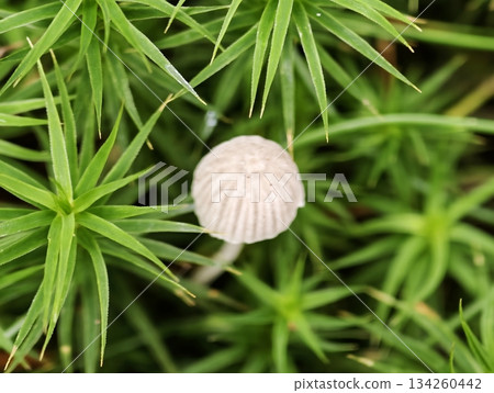 tiny white parasol mushroom on moss delicate umbrella cap and radial gill pattern captured 134260442