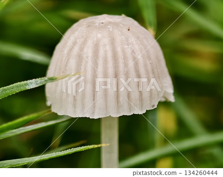dewcovered fungal cap in nature, sharp photograph showcasing delicate mushroom with natural surroundings 134260444