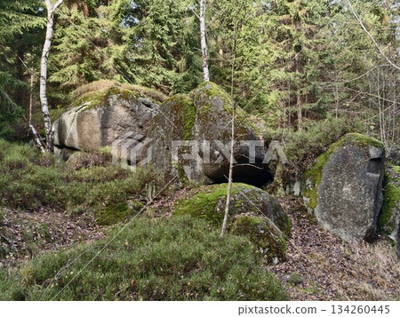 natural shelter scene, ancient woodland with stones, shaded forest floor with stones and lush greenery natural shelter scene, ancient woodland with stones, shaded forest floor with stones and lush greenery 134260445