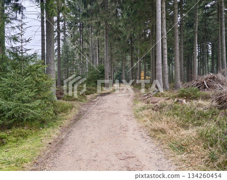 serene woodland hike, tranquil wooded trail winding through majestic pines and soft mossy ground 134260454