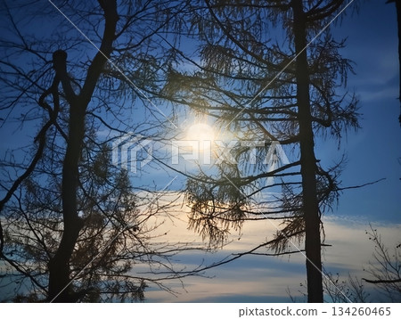 nightscape photography capturing city lights shining through tree outlines and forested views 134260465