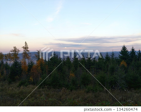 calm twilight overlooking misty forest hills, gentle evening view with muffled sky and foggy treetops 134260474