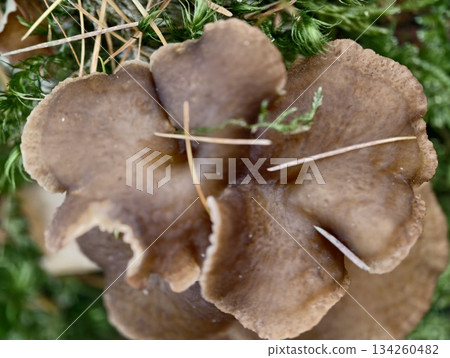 broad brown mushrooms clustered on damp ground layered caps and natural debris creating earthy 134260482