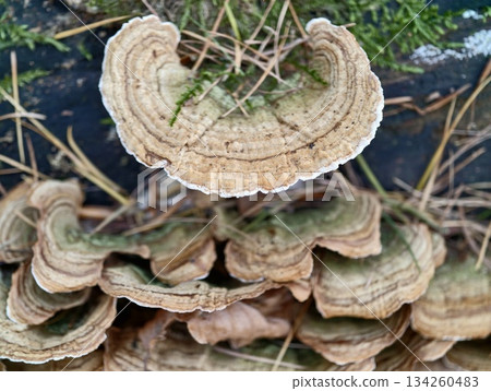 fungal growth structures on decomposing logs reveal radial and textured zones indicating decay progress 134260483