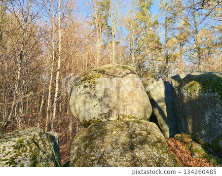 serene forest with stones and light, quiet hillside featuring natural stone formations and leafy ground cover serene forest with stones and light, quiet hillside featuring natural stone formations and leafy ground cover 134260485
