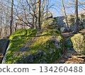 detailed nature scene, closeup of moss and lichens, microhabitat showcasing textured moss and organic matter 134260488