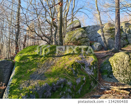 detailed nature scene, closeup of moss and lichens, microhabitat showcasing textured moss and organic matter 134260488