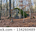 peaceful forest environment displaying mossy rock surrounded by tall trees with white bark and dark granite 134260489