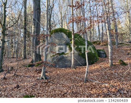 peaceful forest environment displaying mossy rock surrounded by tall trees with white bark and dark granite peaceful forest environment displaying mossy rock surrounded by tall trees with white bark and dark granite 134260489