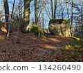 golden glow on rocky path, golden sunlight brightly highlights jagged woodland path amidst sunset glow 134260490