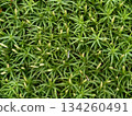 lush verdant moss garden landscape, vivid moss carpet transforming areas into vibrant natural scenery 134260491