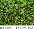 photograph capturing microhabitat featuring lush moss and scattered autumnal leaf fragments 134260492