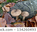 damp forest floor with fungi and foliage, serene scene of mushrooms amid autumn leaves and moss 134260493