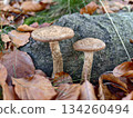 fungi discovery scene, closeup of woodland fungi with textured caps and earthy background during autumn 134260494