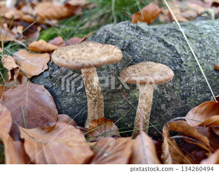 fungi discovery scene, closeup of woodland fungi with textured caps and earthy background during autumn fungi discovery scene, closeup of woodland fungi with textured caps and earthy background during autumn 134260494