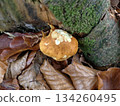 tiny orange mushroom, intimate shot capturing tiny orange mushroom amid forest floor debris and textures 134260495