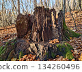 weathered stump with colorful foliage, fallen tree with vibrant moss and leaf carpet in warm light 134260496