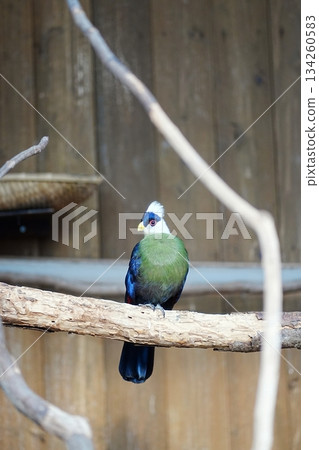 Grey-headed Turaco Grey-headed Turaco 134260583