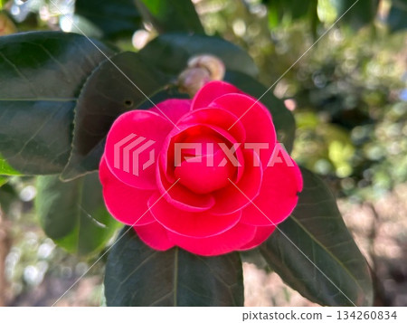 茶花 茶花 134260834