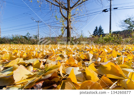 Ginkgo shining in the blue sky Ginkgo shining in the blue sky 134260877