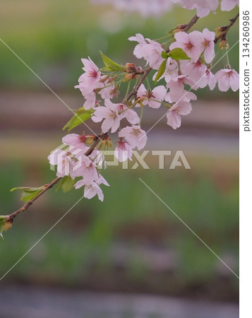Gentle Sakura Gentle Sakura 134260986