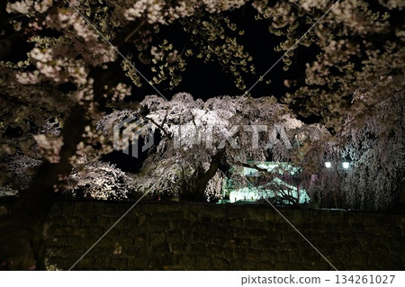 Lighted cherry blossoms 134261027