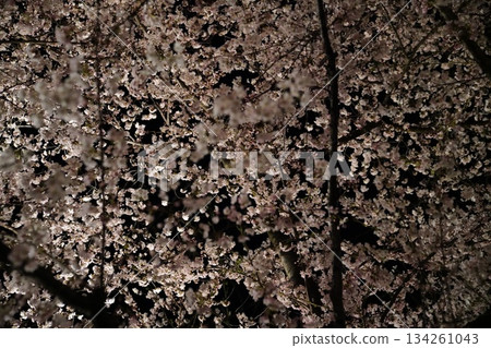 夜櫻花觀賞 134261043