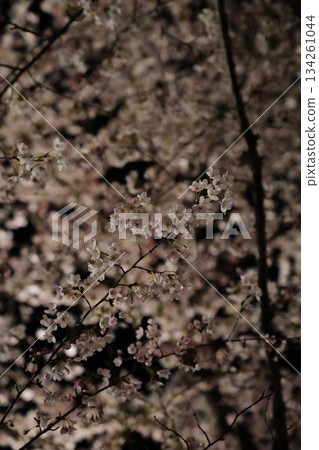 Night cherry blossom stroll 134261044