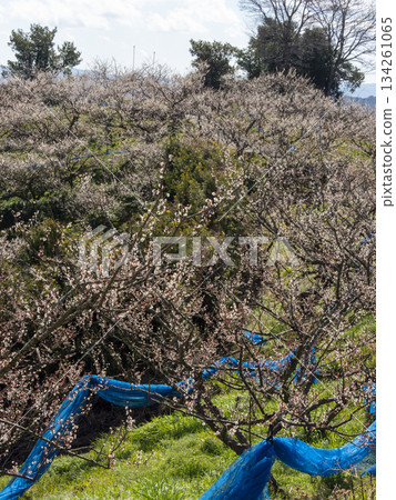 Plum blossoms blooming in the southern plum grove Plum blossoms blooming in the southern plum grove 134261065