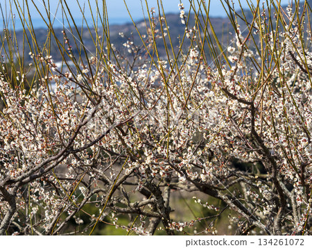 南方梅林梅花盛開 134261072