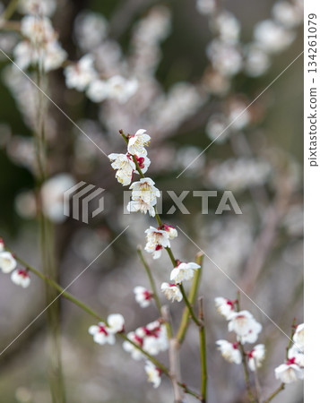 南方梅林梅花盛開 134261079