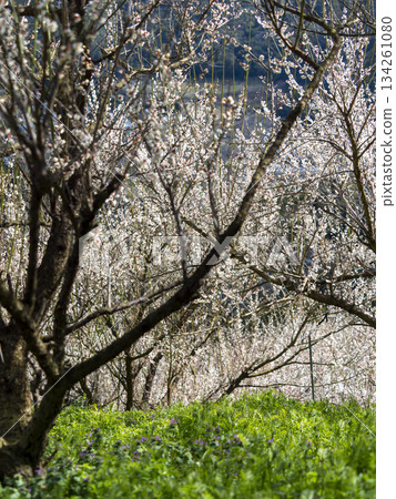 南方梅林梅花盛開 134261080