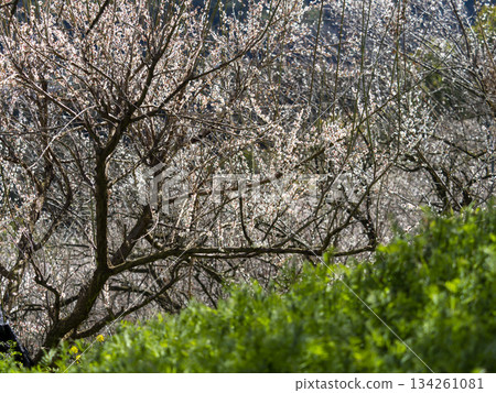 南方梅林梅花盛開 134261081