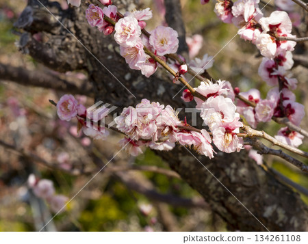南部梅園裡盛開的粉紅梅花 南部梅園裡盛開的粉紅梅花 134261108
