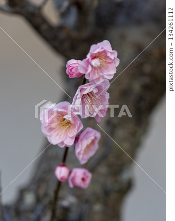 Pink plum blossoms blooming in the Nanbu Plum Grove Pink plum blossoms blooming in the Nanbu Plum Grove 134261112