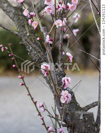 Pink plum blossoms blooming in the Nanbu Plum Grove Pink plum blossoms blooming in the Nanbu Plum Grove 134261113