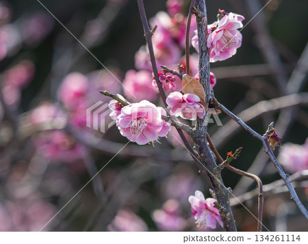 Pink plum blossoms blooming in the Nanbu Plum Grove Pink plum blossoms blooming in the Nanbu Plum Grove 134261114