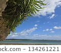 A sunny winter day in Ishigaki Island. Winter in Okinawa is cold, too. A sunny winter day in Ishigaki Island. Winter in Okinawa is cold, too. 134261221