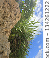 A sunny winter day in Ishigaki Island. Winter in Okinawa is cold, too. A sunny winter day in Ishigaki Island. Winter in Okinawa is cold, too. 134261222