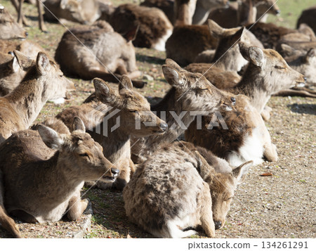 奈良公園：一群鹿在進食後休息 134261291