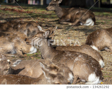 奈良公園：一群鹿在進食後休息 134261292