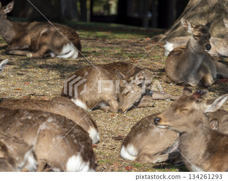 奈良公園：一群鹿在進食後休息 134261293