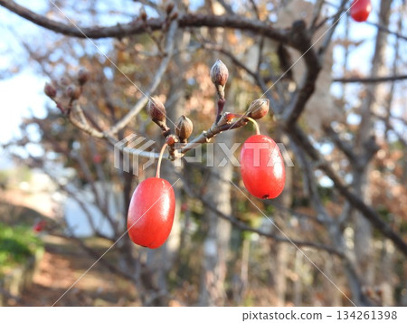 Red ripe Cornus cherries Red ripe Cornus cherries 134261398